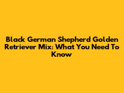 Black German Shepherd Golden Retriever Mix: What You Need To Know