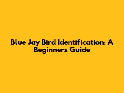 Blue Jay Bird Identification: A Beginner's Guide