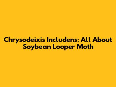 Chrysodeixis Includens: All About Soybean Looper Moth