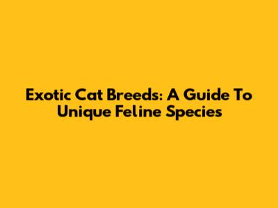 Exotic Cat Breeds: A Guide To Unique Feline Species