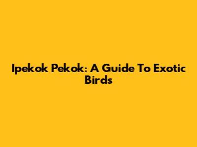 Ipekok Pekok: A Guide To Exotic Birds