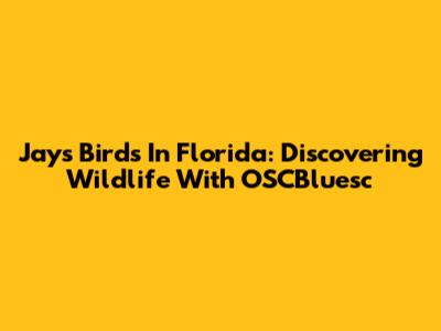 Jays Birds In Florida: Discovering Wildlife With OSCBluesc