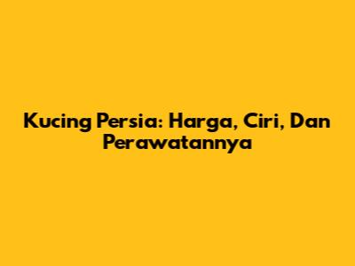 Kucing Persia: Harga, Ciri, Dan Perawatannya
