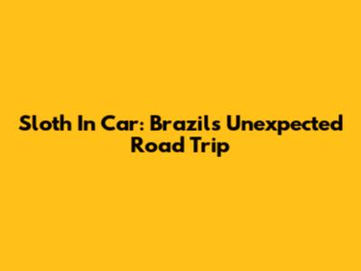 Sloth In Car: Brazil's Unexpected Road Trip