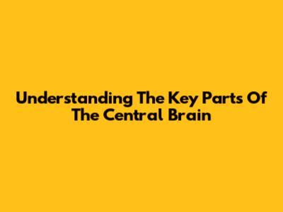 Understanding The Key Parts Of The Central Brain