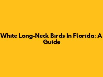 White Long-Neck Birds In Florida: A Guide